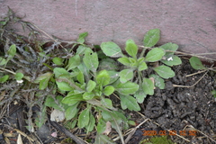 Erigeron canadensis