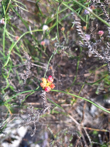Wax Minimouth (Microloma tenuifolium)
