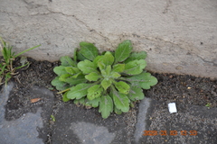 Erigeron canadensis