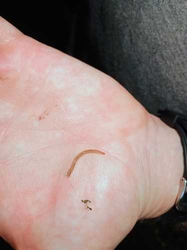 Geonemertes pelaensis observed 2026-03-21