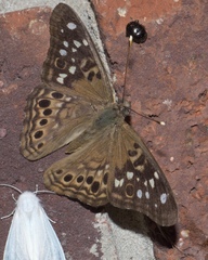 Asterocampa celtis celtis