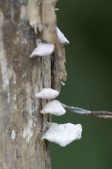 Fungi