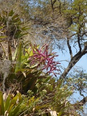 Tillandsia australis