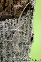 Anolis