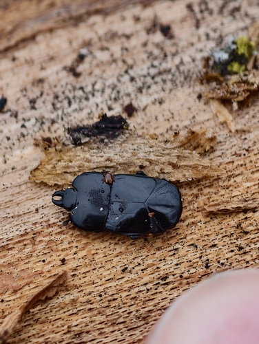 Lobogynioides andreinii
