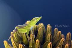 Anolis callainus