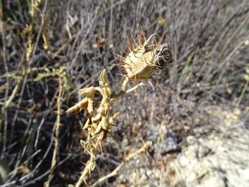 Solanum houstonii, photograph 5