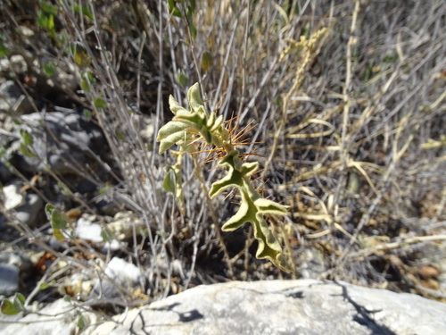 Solanum houstonii, photograph 6