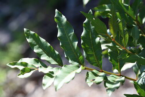 Cape Ash (Ekebergia capensis)