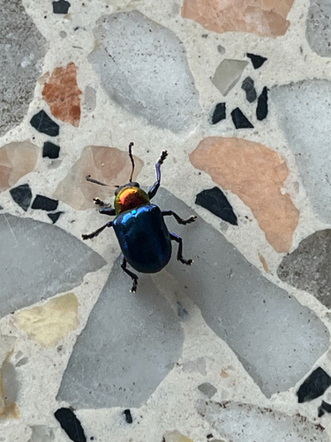 Parheminodes pulcher