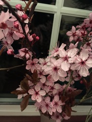 Prunus cerasifera pissardii