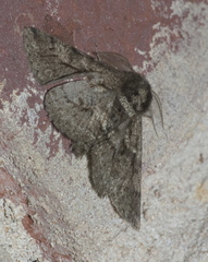 Lycia ypsilon