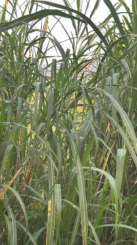 Napier Grass (Cenchrus purpureus)