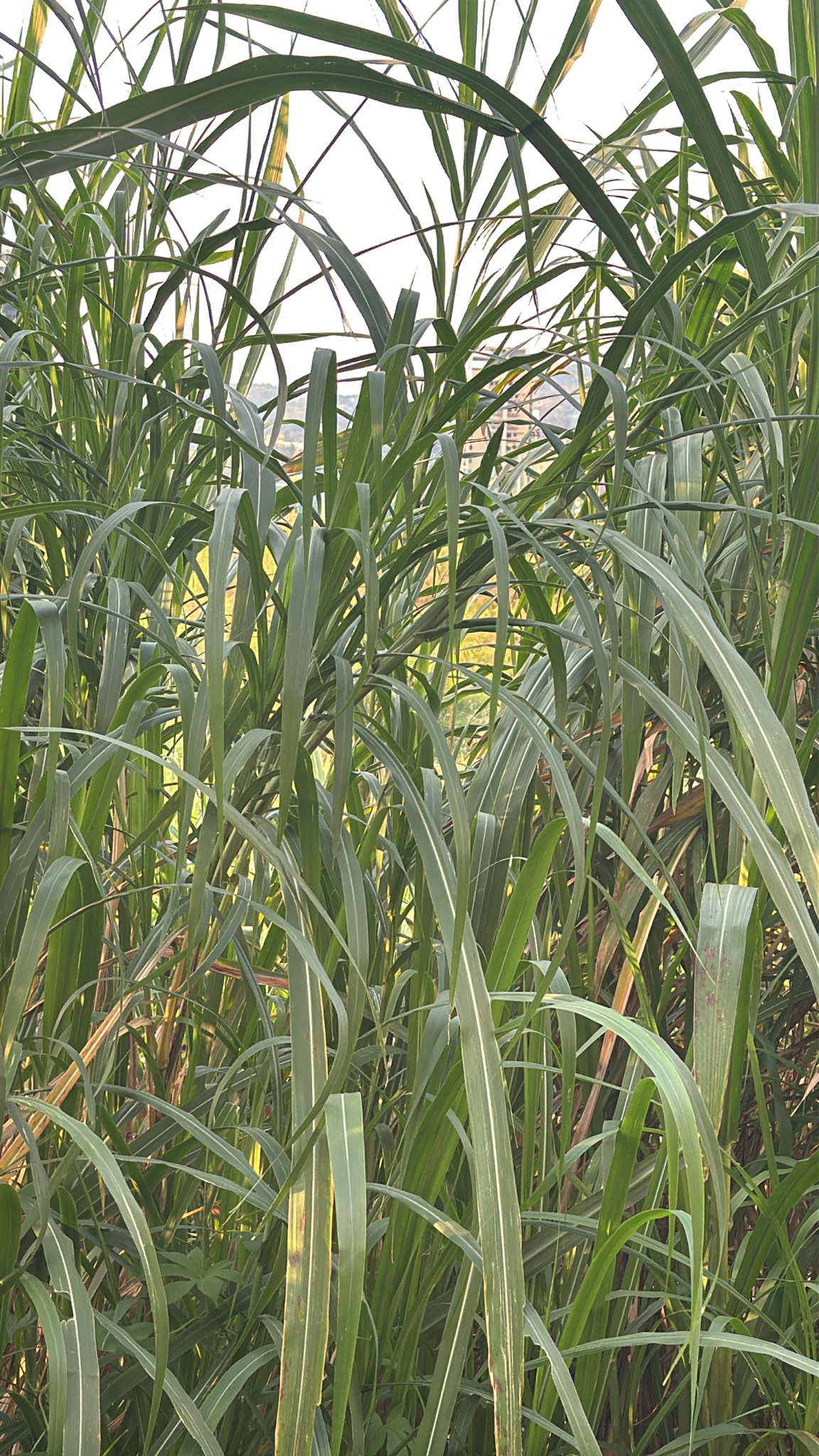 Napier Grass (Cenchrus purpureus)
