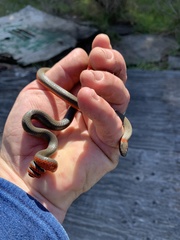 Diadophis punctatus vandenburgii