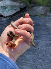 Diadophis punctatus vandenburgii