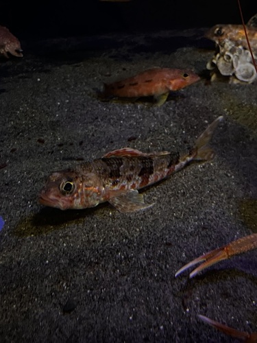 Japanese aulopus (Hime japonica) — Aulopidae — 4