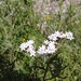 Stevia mercedensis - Photo (c) Francisco Cornell, algunos derechos reservados (CC BY-NC), subido por Francisco Cornell