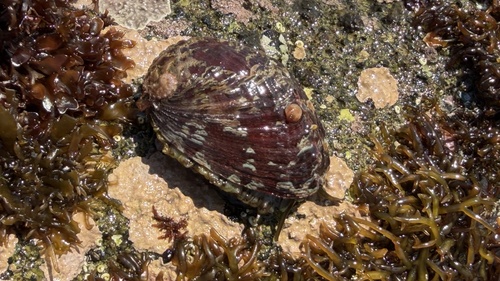 Haliotis diversicolor observed 2026-03-21