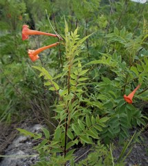 Tecoma tenuiflora