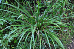 Libertia paniculata