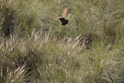 Black Francolin (Francolinus francolinus), photo 3