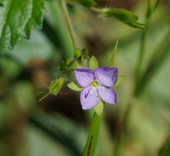 Veronica calycina
