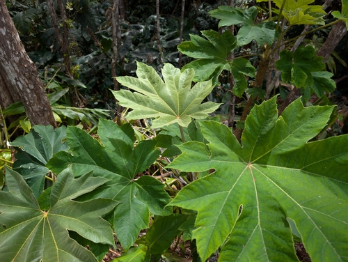 Tetrapanax papyrifer, 2026-03-21
