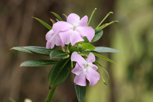 Impatiens sodenii, 2026-03-21