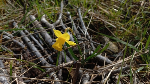 Narcissus confusus