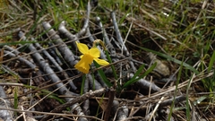 Radingan's Daffodil (Narcissus radinganorum)
