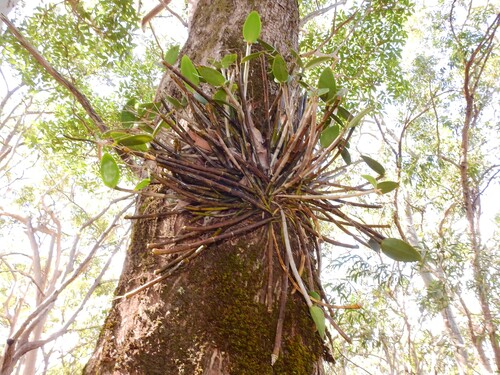 Brushbox Feather Orchid (Dendrobium radiatum)