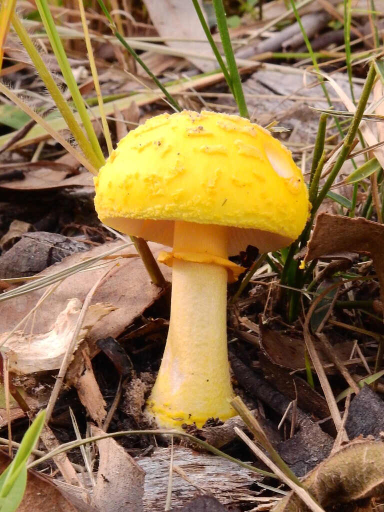 Amanita flavella · March 2026 · photo: © samb0 (iNaturalist, cc-by)