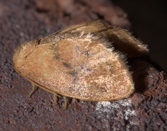 Heterogenea shurtleffi