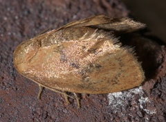 Heterogenea shurtleffi