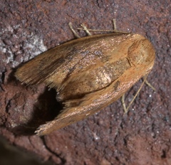 Heterogenea shurtleffi