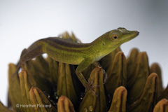 Anolis callainus