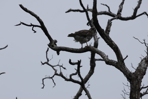 Hawaiian Hawk (Buteo solitarius), photo 3
