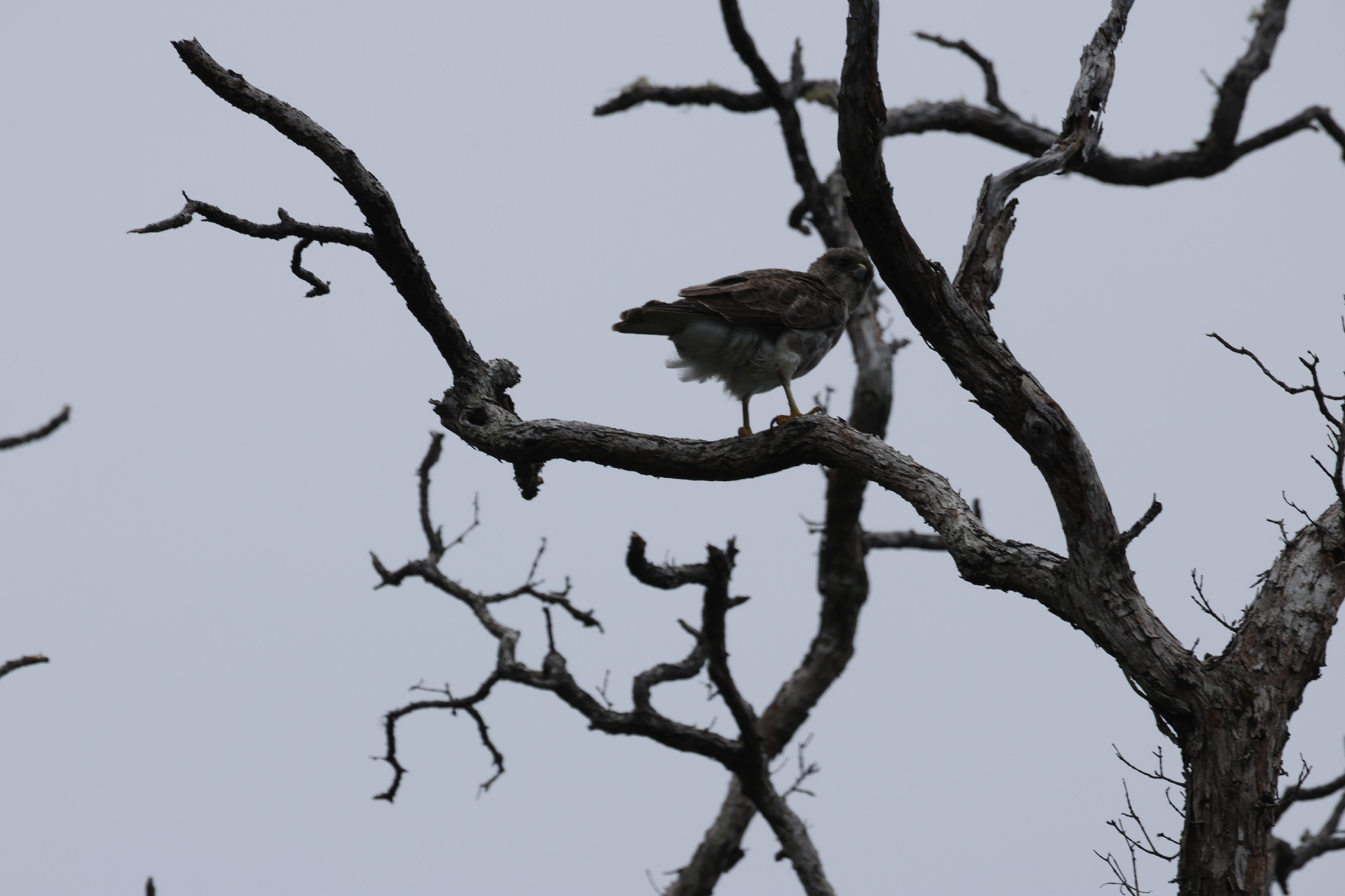 Hawaiian Hawk (Buteo solitarius), photo 3