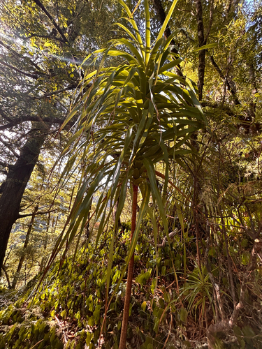 Neinei (Dracophyllum latifolium)