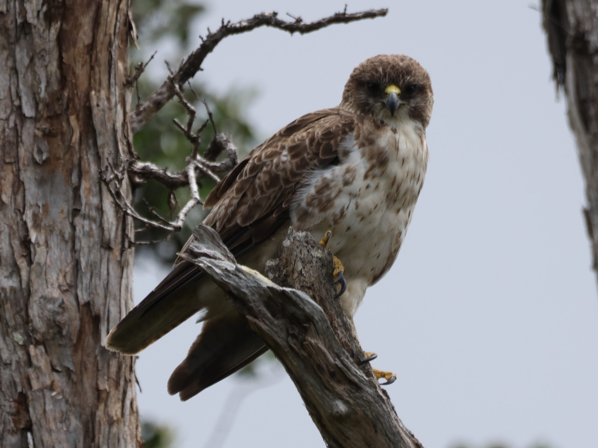 Hawaiian Hawk (Buteo solitarius), photo 9