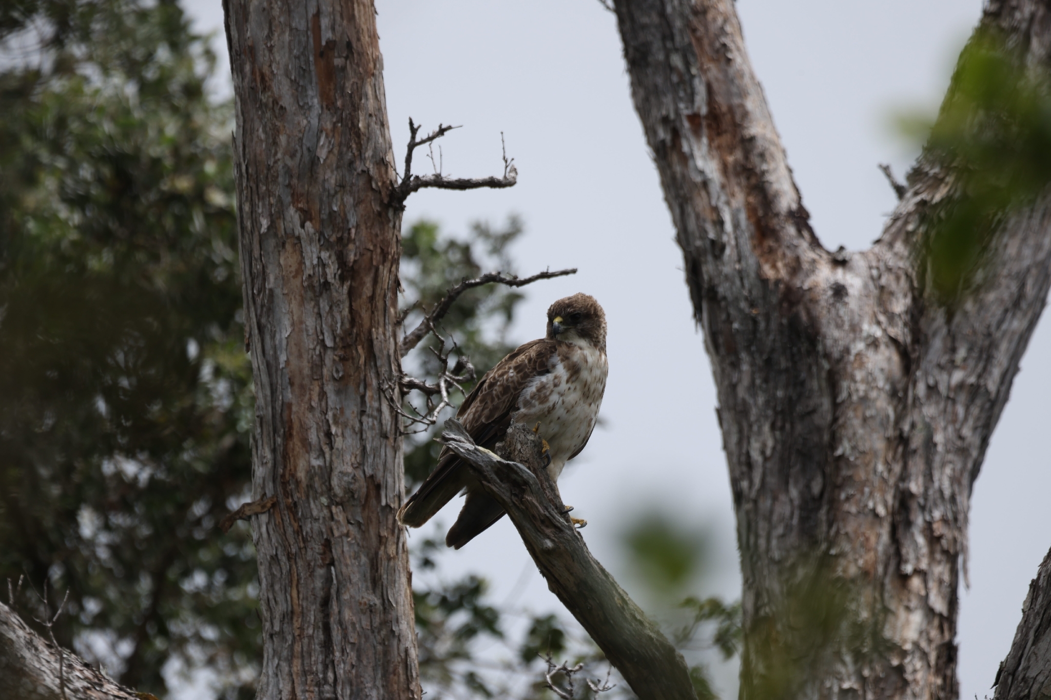 Hawaiian Hawk (Buteo solitarius), photo 10