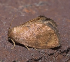 Heterogenea shurtleffi