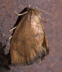 Heterogenea shurtleffi