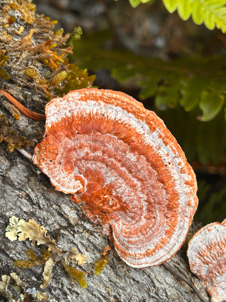 Trametes coccinea · March 2026 · photo: © naomipw (iNaturalist, cc-by)