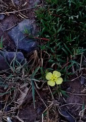 Oenothera punae