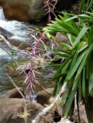 Tillandsia australis