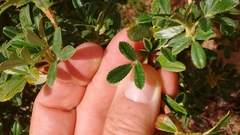 Polylepis tomentella