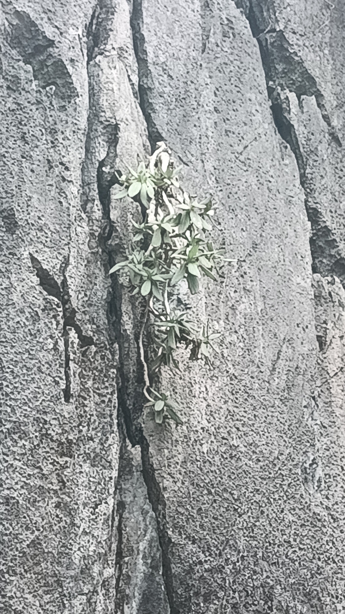Primulina drakei (Primulina drakei)