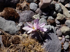 Zephyranthes andina